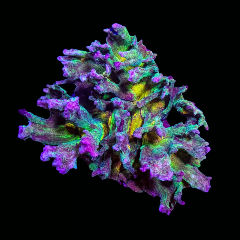 RF Pectinia - WYSIWYG