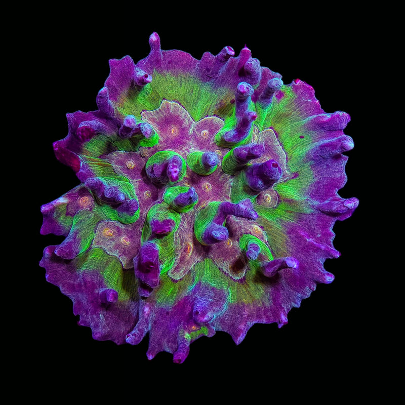 RF Pectinia - WYSIWYG