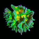 RF Space Invader Pectinia - WYSIWYG