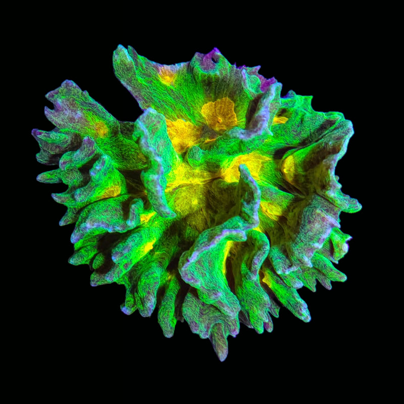 RF Space Invader Pectinia - WYSIWYG