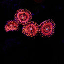 RF Pink Sakura Zoas - AED 15 Per Polyp