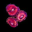 TSA Playboy Bunny Zoanthids - AED 150 Per Polyp