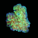 RF Poison Ivy Chalice