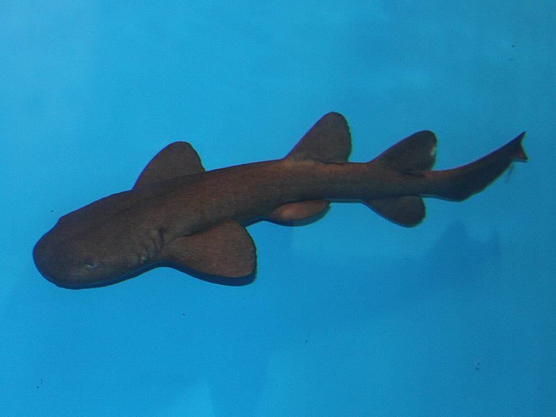 Short Tail Nurse Shark