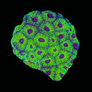 RF Purple Passion Favia