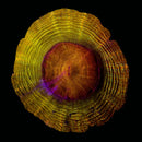 RF Glacier Shower Acanthophyllia (WYSIWYG)