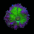 RF Aurora Borealis Yuma