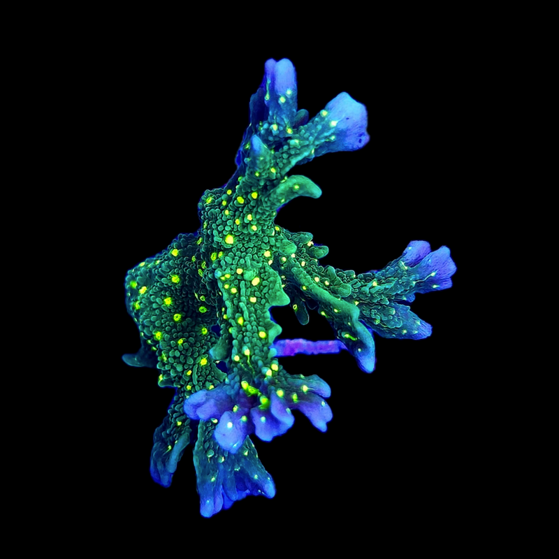 RF Banana Field Montipora hirsuta