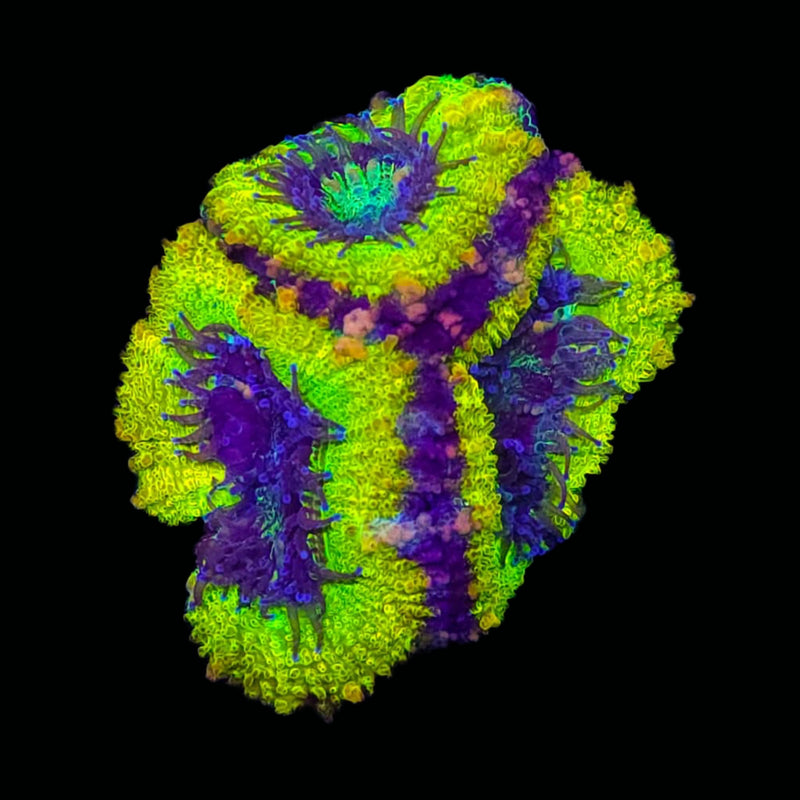 RF Blast Radius Acan Lord - AED 150 Per Head