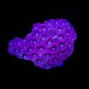 RF Bomshell Favia - WYSIWYG