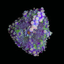 RF Calypso Yuma - AED 850