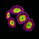 RF Candy Apples Zoanthids - AED 120 Per Polyp