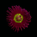 RF Cats Eye Zoanthids - AED 75 Per Polyp