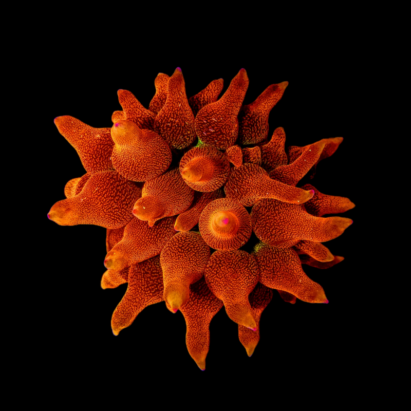 RF Colorado Sunburst Bubble Tip Anemone