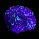 RF Cosmic Current Acan Bowerbanki (WYSIWYG)