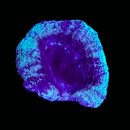 RF Cosmic Current Acan Bowerbanki (WYSIWYG)