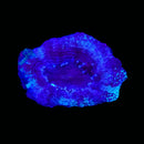RF Cosmic Current Acan Bowerbanki (WYSIWYG)