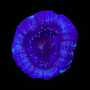 RF Cosmic Current Acan Bowerbanki (WYSIWYG)