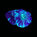 RF Cosmic Current Acan Bowerbanki (WYSIWYG)