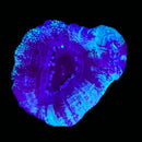 RF Cosmic Current Acan Bowerbanki (WYSIWYG)