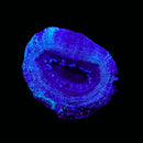 RF Cosmic Current Acan Bowerbanki (WYSIWYG)