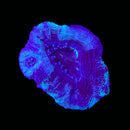 RF Cosmic Current Acan Bowerbanki (WYSIWYG)