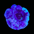 RF Cosmic Current Acan Bowerbanki (WYSIWYG)