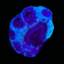RF Cosmic Current Acan Bowerbanki (WYSIWYG)