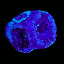 RF Cosmic Current Acan Bowerbanki (WYSIWYG)