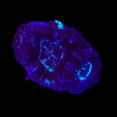 RF Cosmic Current Acan Bowerbanki (WYSIWYG)
