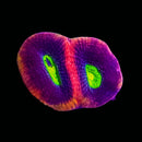 RF Dragon Soul Favia