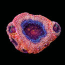 RF Event Horizon Acan Bowerbanki (WYSIWYG)
