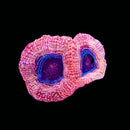 RF Event Horizon Acan Bowerbanki (WYSIWYG)