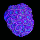 RF Excelsior Acan Lord - AED 200 Per Head