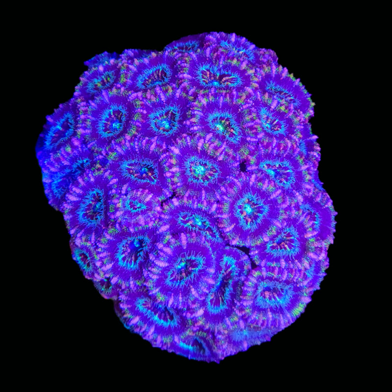 RF Excelsior Acan Lord - AED 200 Per Head