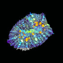 RF Frozen Fury Rhodactis Mushroom