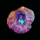 RF Galaxy Acan Bowerbanki (WYSIWYG)