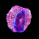 RF Galaxy Acan Bowerbanki (WYSIWYG)