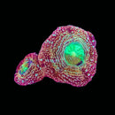 ASD Royal Jelly Acan Bowerbanki (WYSIWYG)