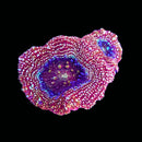 RF Galaxy Acan Bowerbanki (WYSIWYG)
