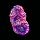 RF Galaxy Acan Bowerbanki (WYSIWYG)