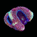 RF Galaxy Acan Bowerbanki (WYSIWYG)