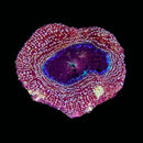 RF Galaxy Acan Bowerbanki (WYSIWYG)
