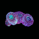 RF Galaxy Acan Bowerbanki (WYSIWYG)