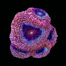 RF Galaxy Acan Bowerbanki (WYSIWYG)