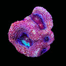 RF Galaxy Acan Bowerbanki (WYSIWYG)