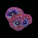 RF Galaxy Acan Bowerbanki (WYSIWYG)