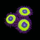 RF Glo Worm - 5 Polyps