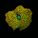 RF Gold Leopard Discosoma Mushroom