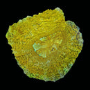 RF Golden Goose Acantophyllia (WYSIWYG)